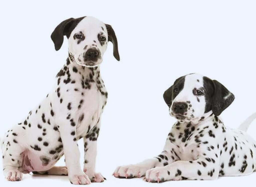 Cuccioli Dalmata - due cuccioli seduti uno accanto all'altro