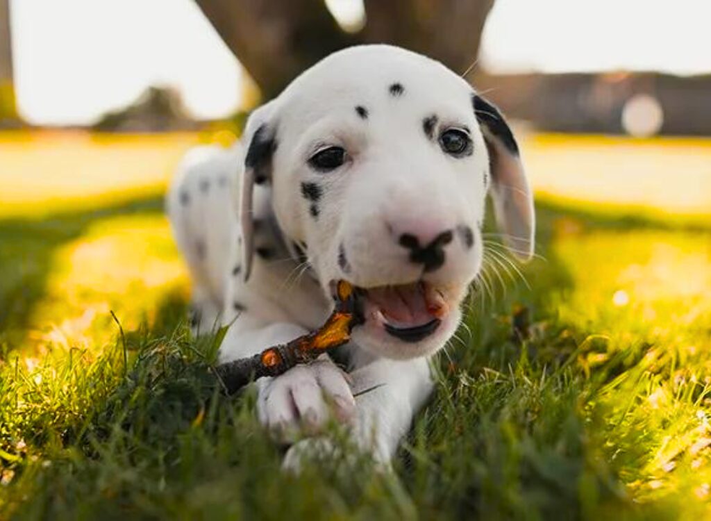 Cuccioli Dalmata - un cucciolo che mastica un osso