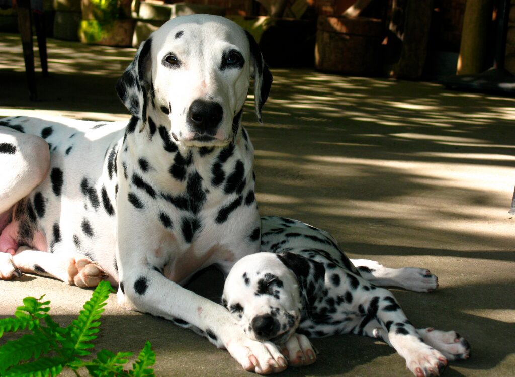 Cuccioli Dalmata - un cane steso a terra con il suo cucciolo