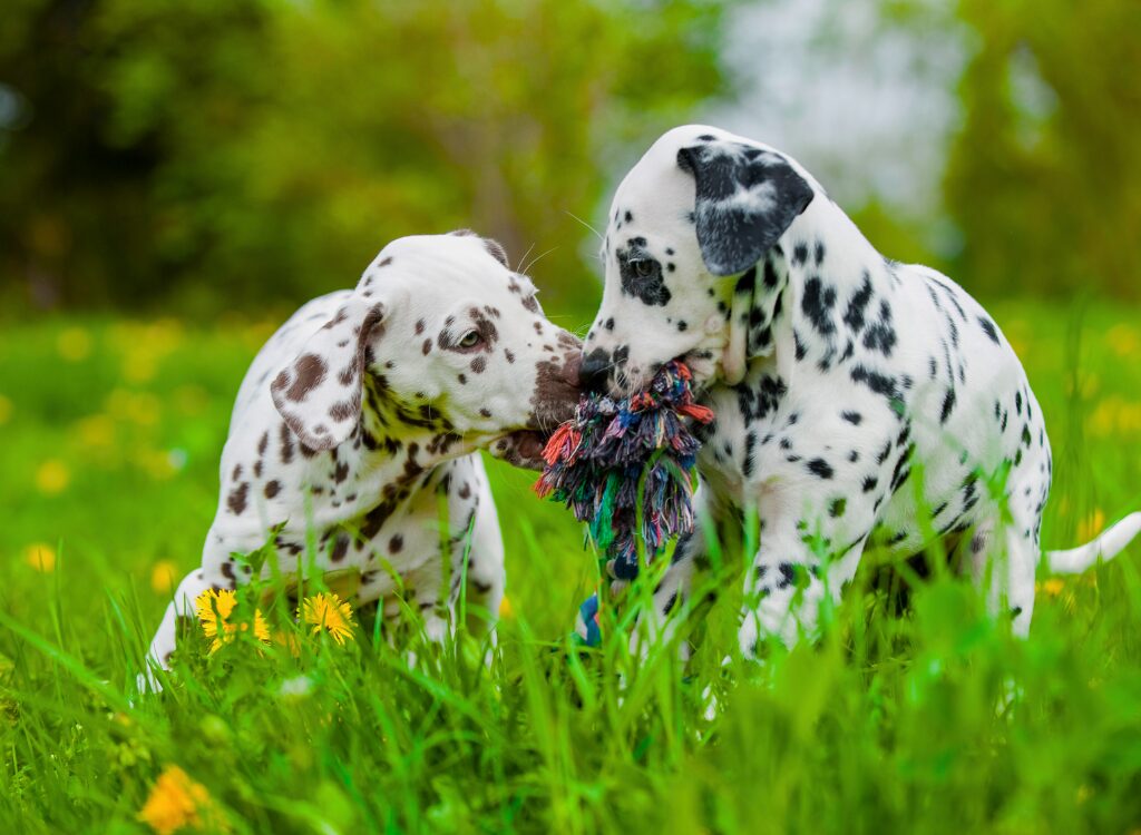 Cuccioli Dalmata - due cuccioli che giocano con un giocattolo nell'erba