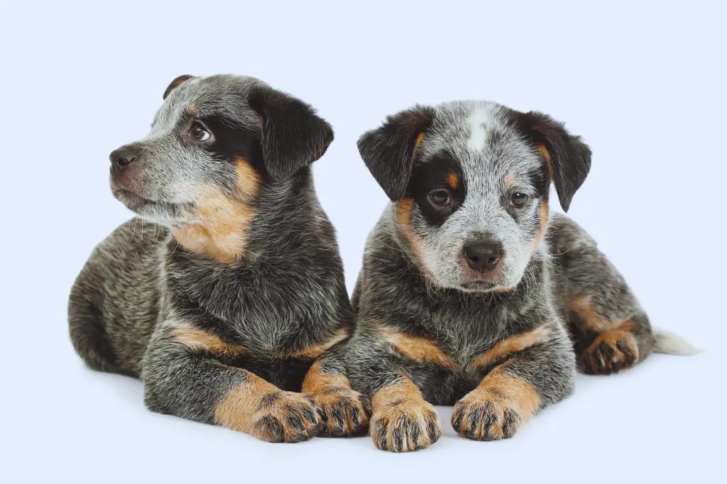 Cuccioli Di Australian Cattle Dog - due cuccioli sono sdraiati su una superficie bianca