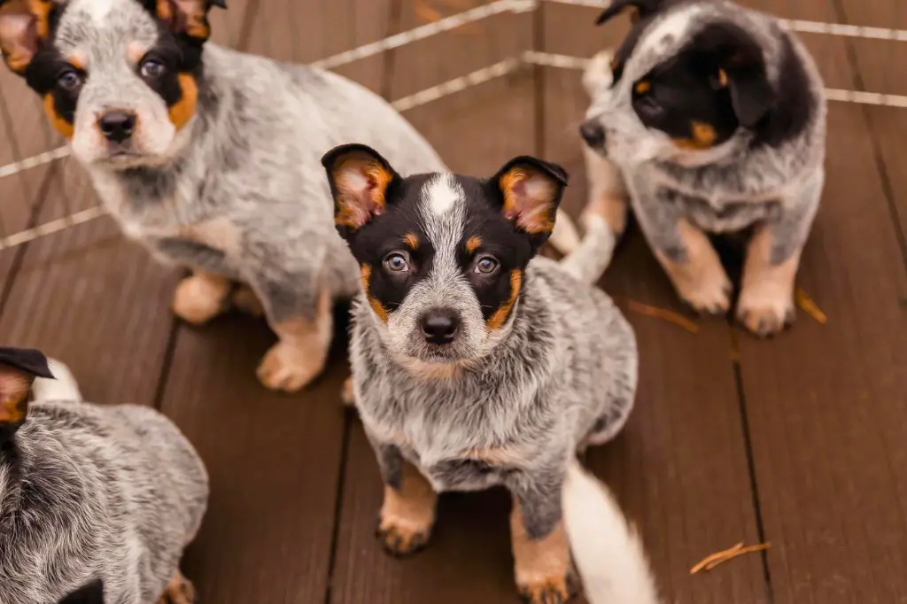 Cuccioli Di Australian Cattle Dog - un gruppo di cani di piccola taglia seduti su un pavimento di legno