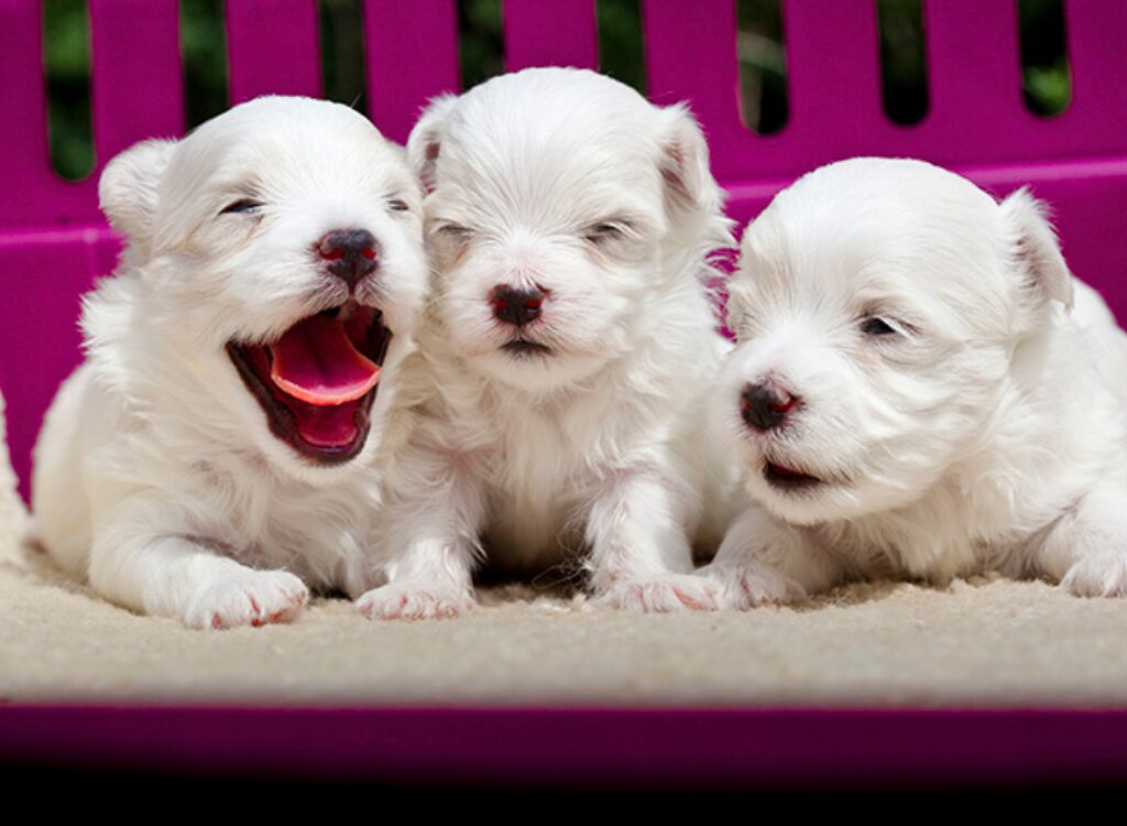 Cuccioli Maltese - tre cuccioli bianchi seduti su un cuscino sulla sedia