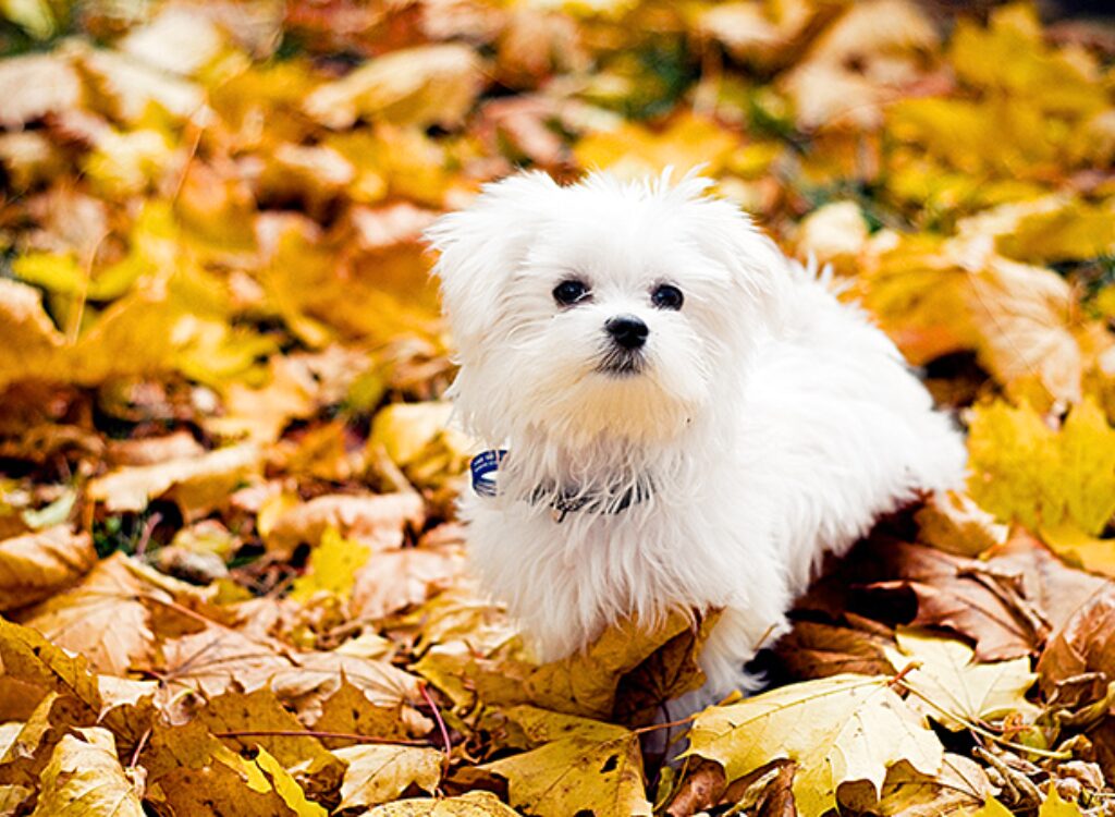 Cuccioli Maltese - un piccolo cane bianco seduto in un mucchio di foglie