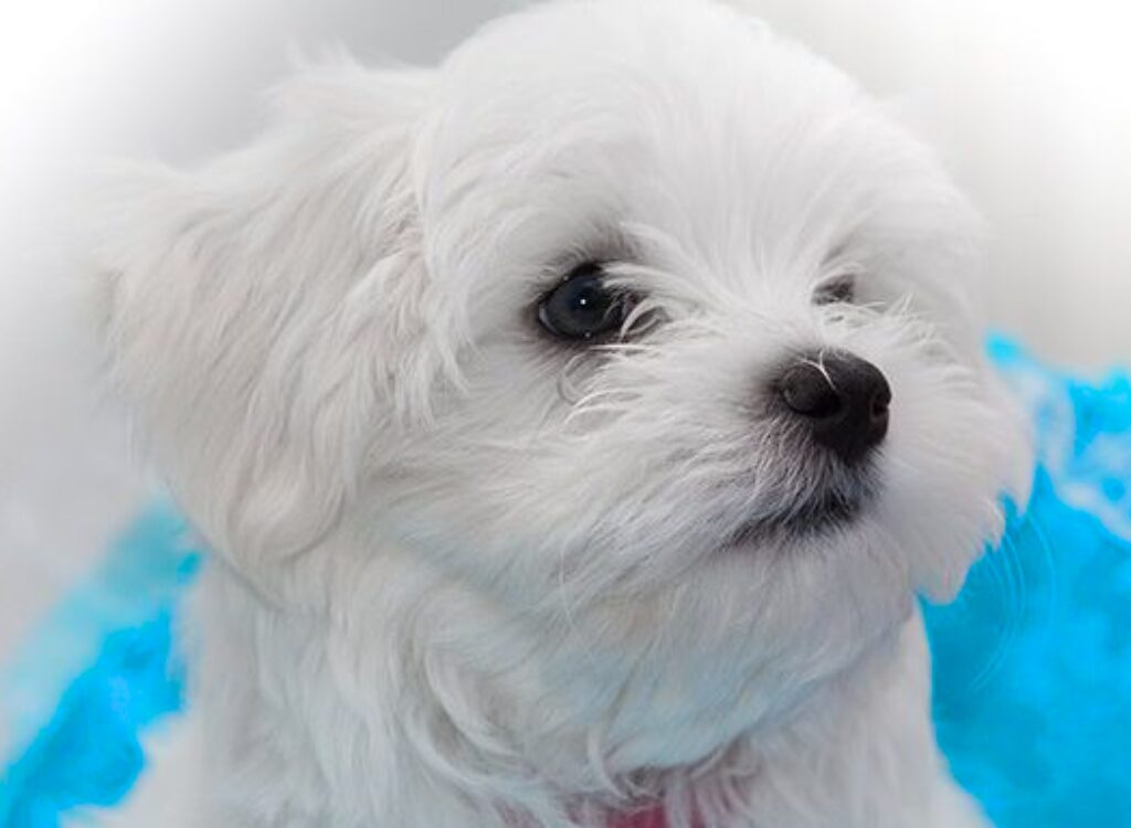 Cuccioli Maltese - un piccolo cane bianco con piume blu sulla testa