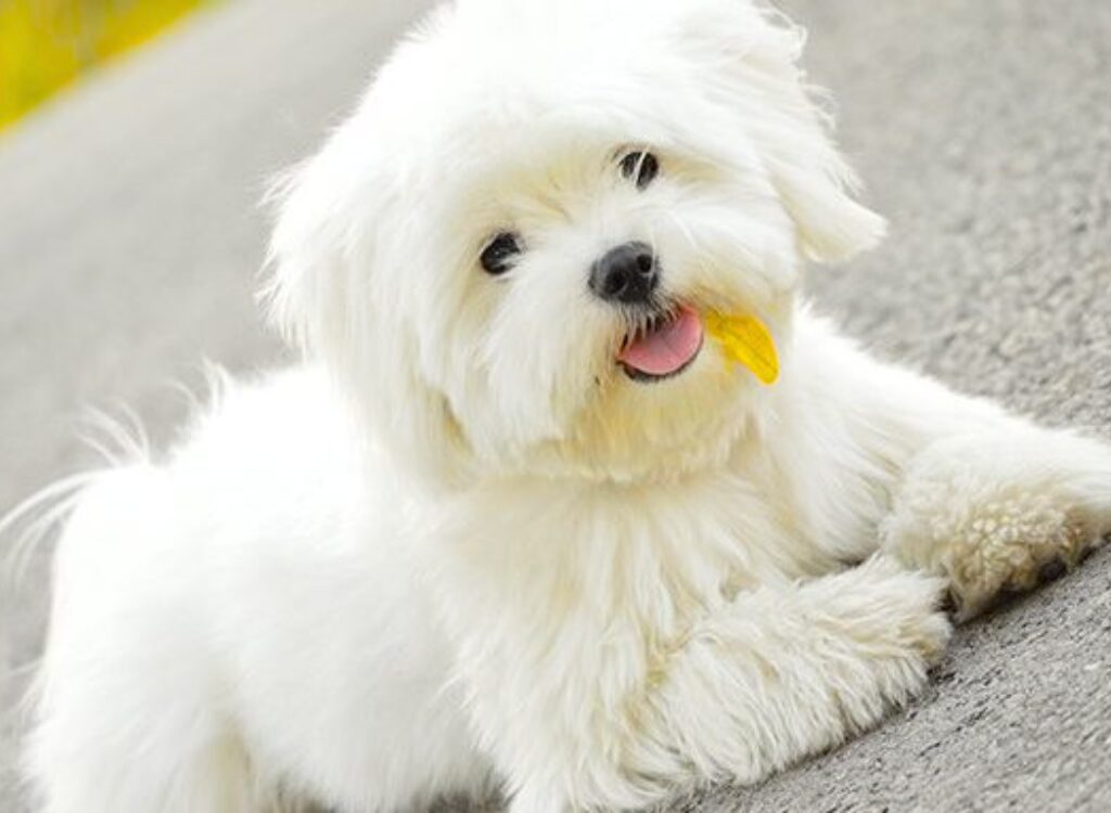 Cuccioli Maltese - un piccolo cane bianco steso a terra