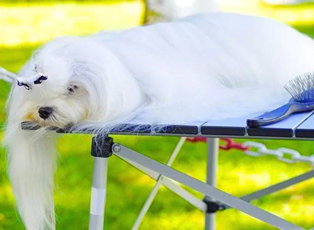 Cuccioli Maltese - un cane bianco sdraiato su un tavolo nell'erba