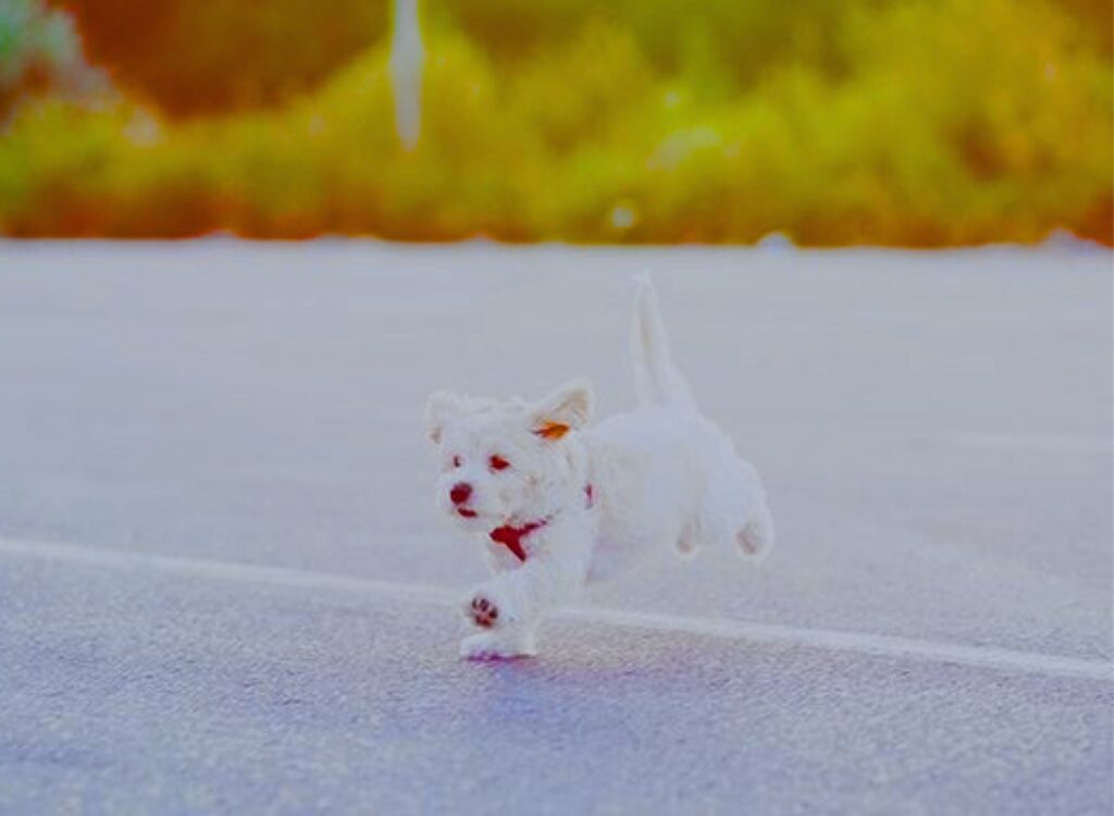 Cuccioli Maltese - un piccolo cane bianco che cammina sulla strada