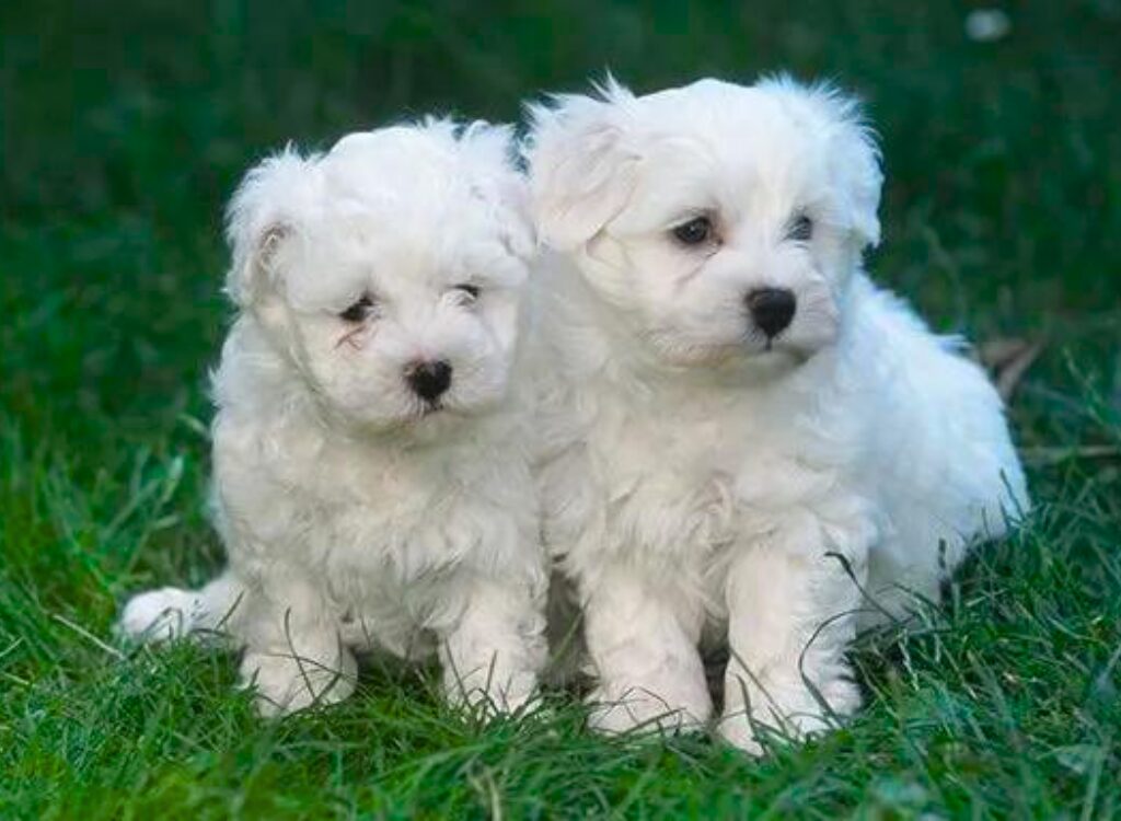 Cuccioli Maltese - due cuccioli bianchi seduti nell'erba