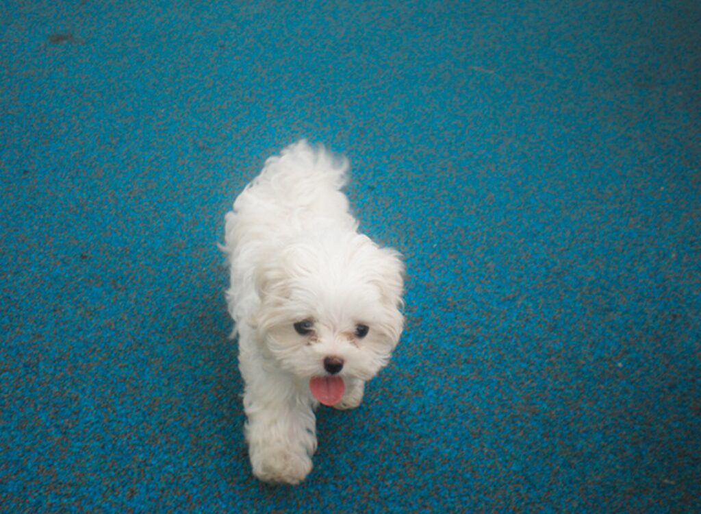 Cuccioli Maltese - un piccolo cane bianco in piedi su un tappeto blu