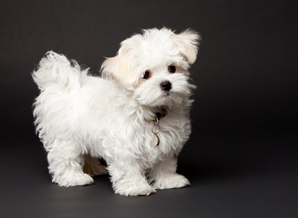 Cuccioli Maltese - un piccolo cane bianco in piedi su uno sfondo nero