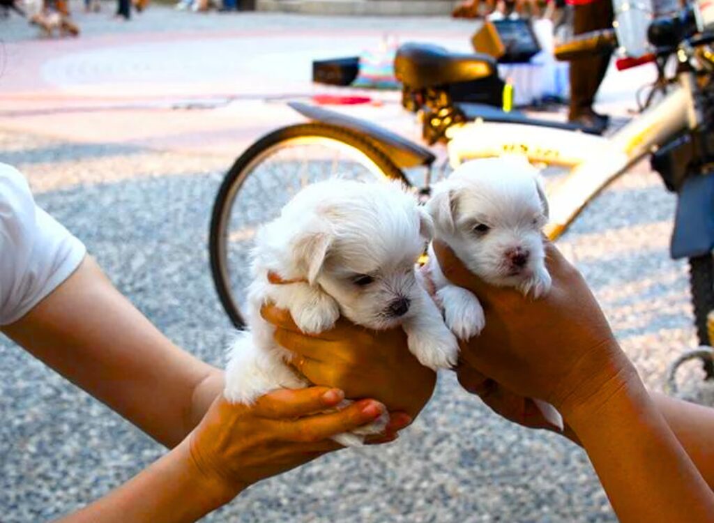 Cuccioli Maltese - due piccoli cuccioli bianchi sono tenuti nelle mani dell'uomo