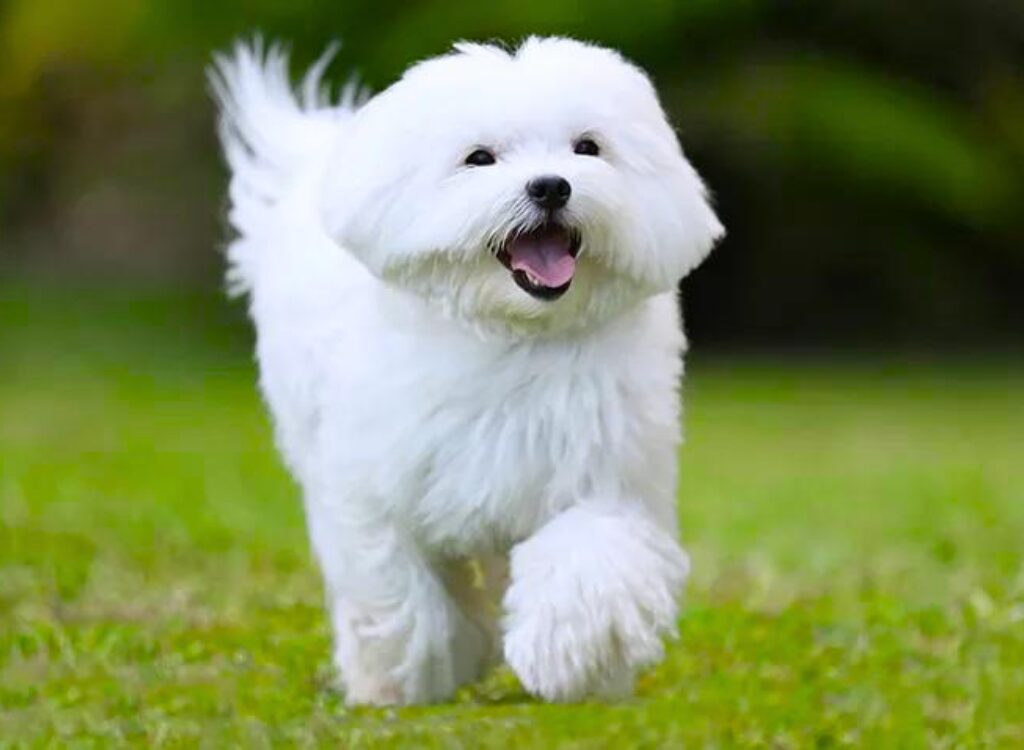 Cuccioli Maltese - un piccolo cane bianco che attraversa un campo verde