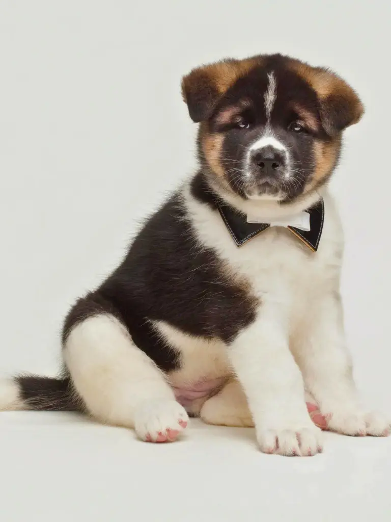 Cuccioli di Akita - un piccolo cucciolo seduto su una superficie bianca