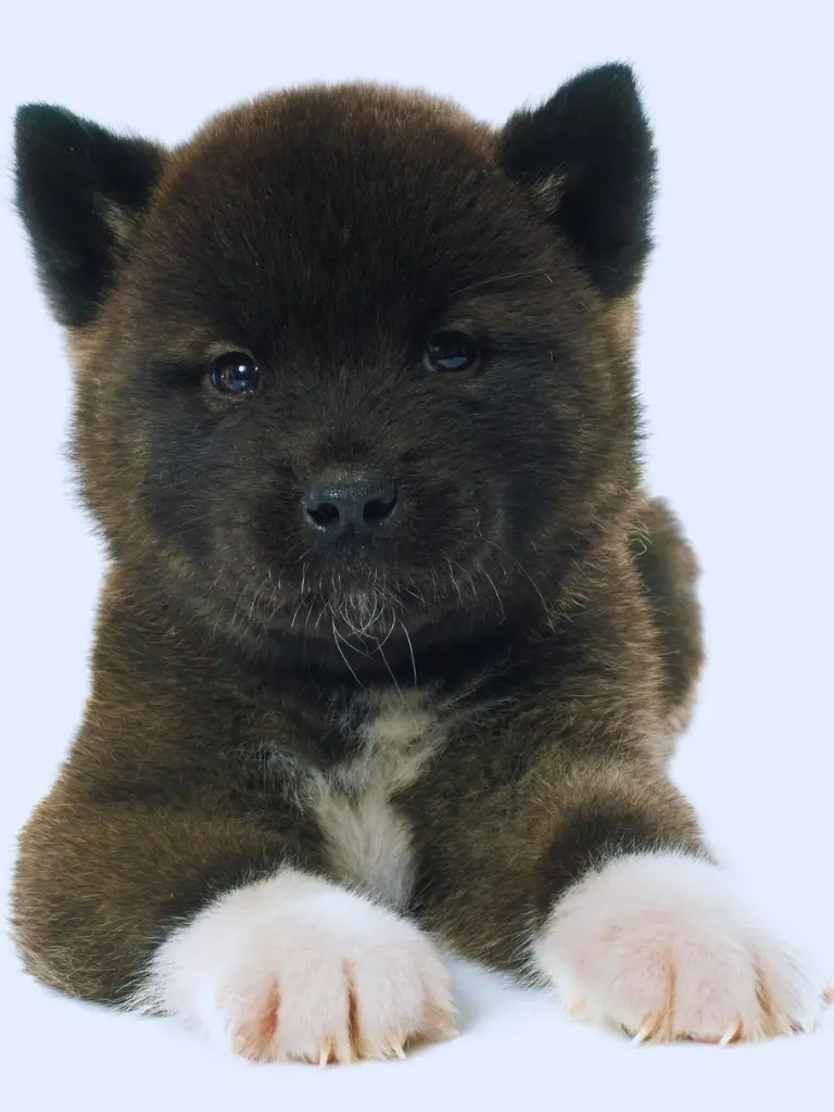 Cuccioli di Akita - un cucciolo è sdraiato a terra