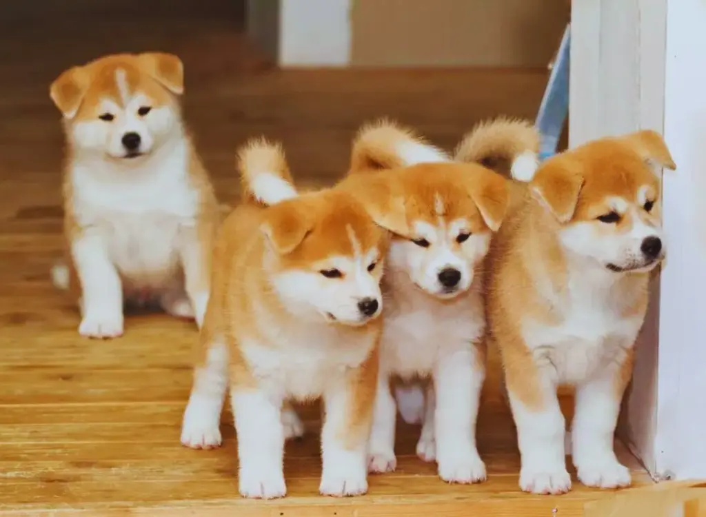 Cuccioli di Akita - Quattro cuccioli sono in fila