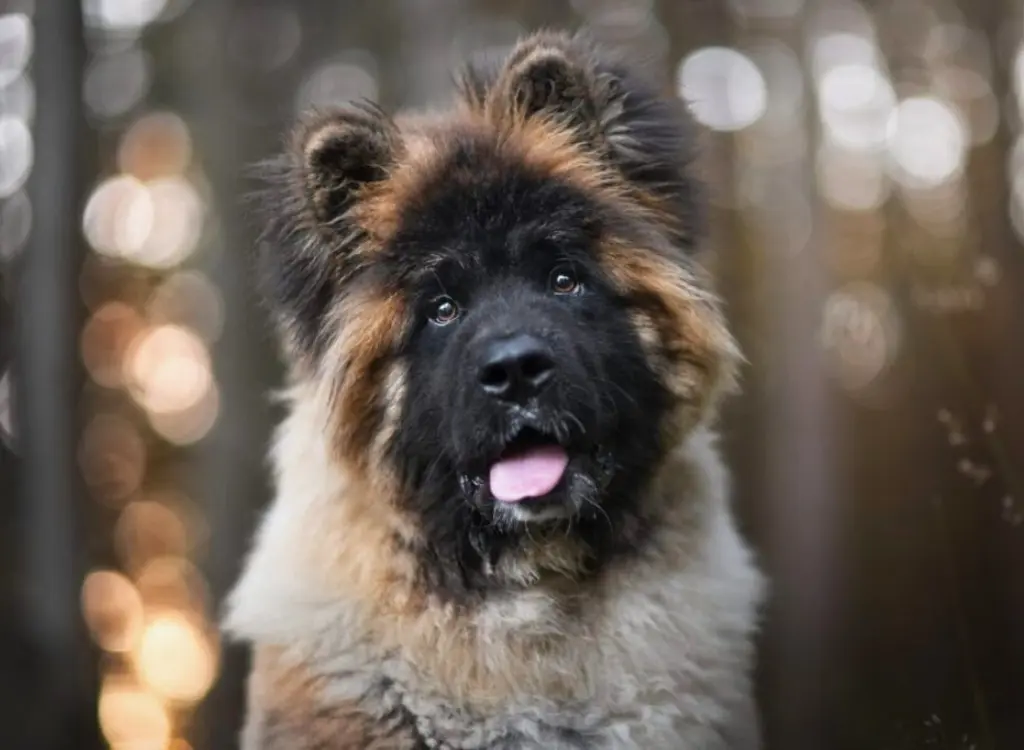 Cuccioli di Akita - un cane dal pelo lungo e dalla lingua rosa