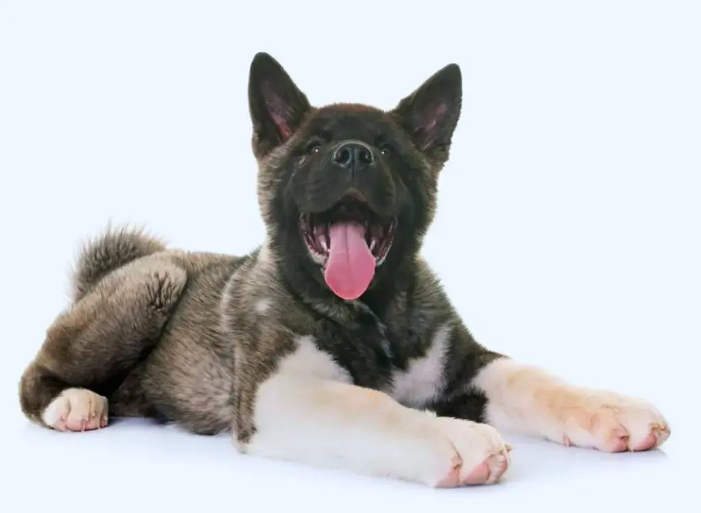 Cuccioli di Akita - un cane sdraiato a terra con la lingua fuori