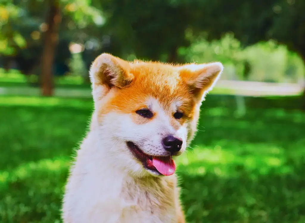 Cuccioli di Akita - un piccolo cane seduto nell'erba