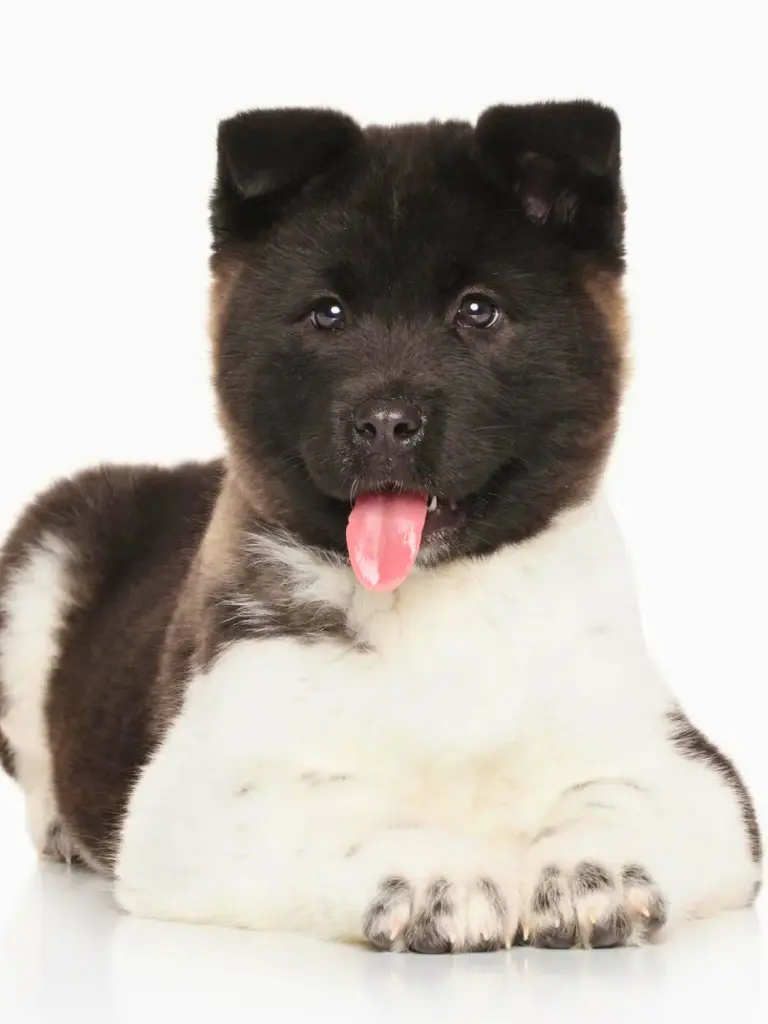 Cuccioli di Akita - un cucciolo è sdraiato sul pavimento