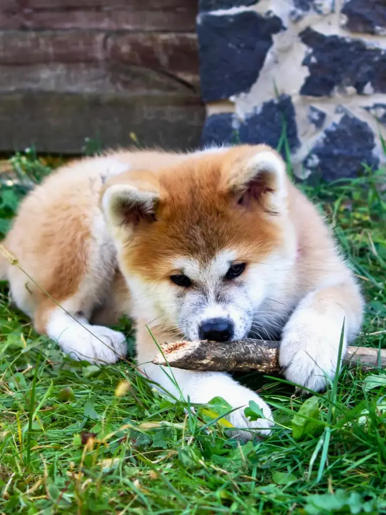 Cuccioli di Akita - un cagnolino sdraiato sull'erba