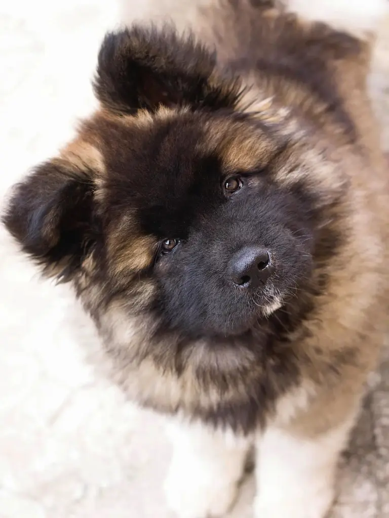 Cuccioli di Akita - un cagnolino con una faccia grande e un naso nero