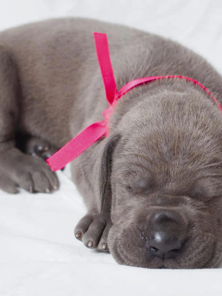 Cuccioli di Alano - un cucciolo che dorme su una superficie bianca