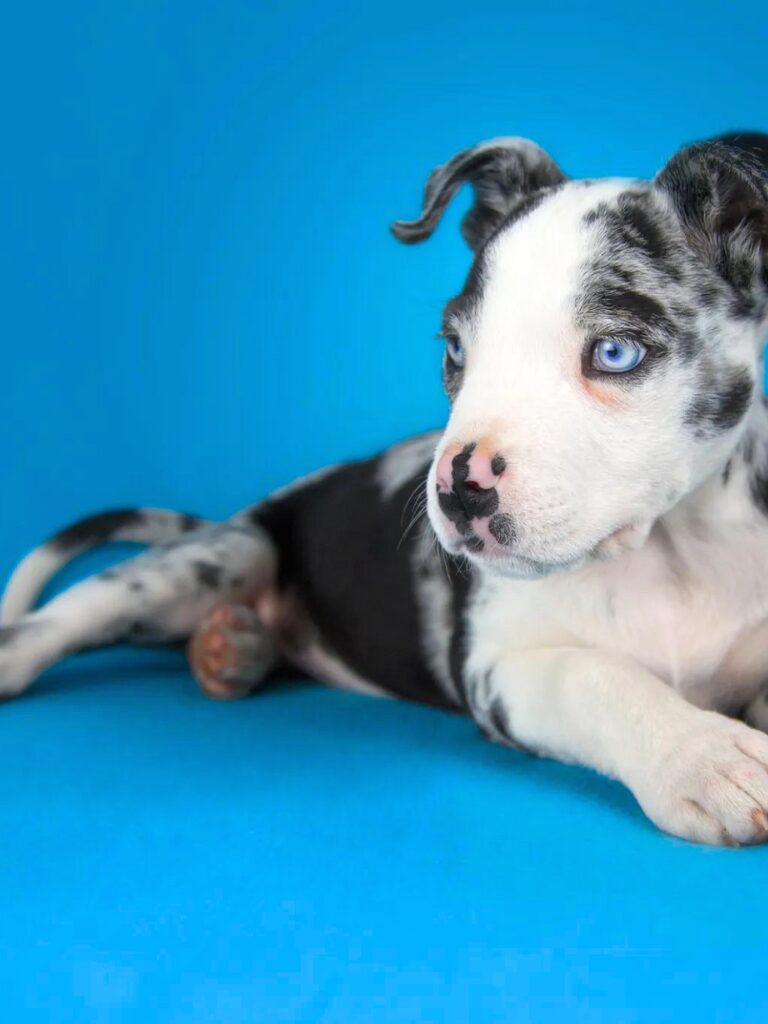 Cuccioli di Alano - un cucciolo con gli occhi azzurri, che su uno sfondo blu