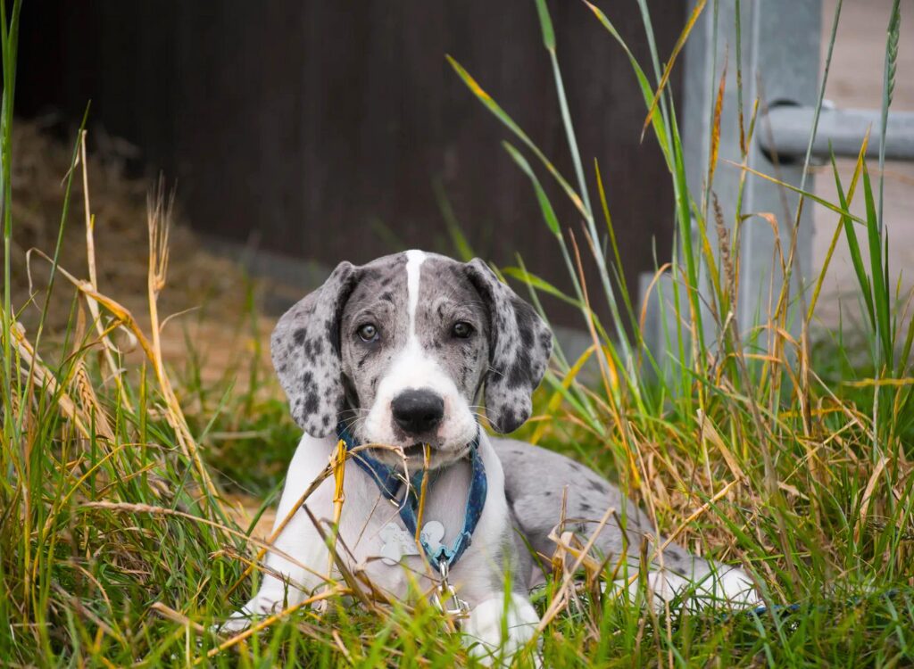 Cuccioli di Alano - un cane giace nell'erba