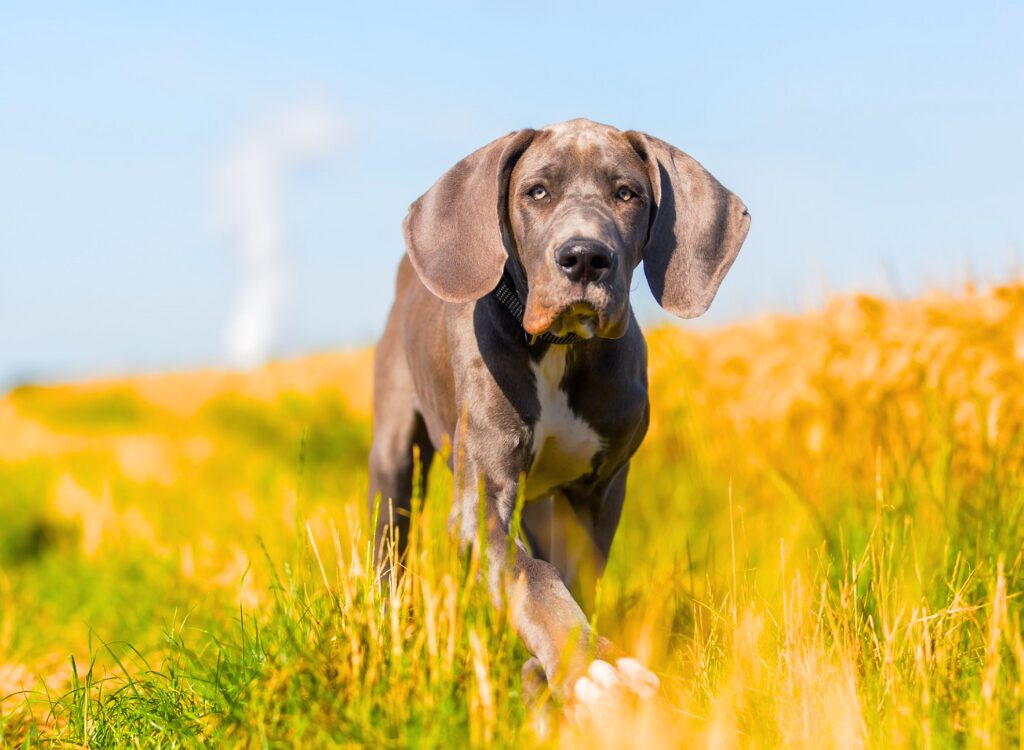 Cuccioli di Alano - un cane che corre attraverso un campo di erba alta