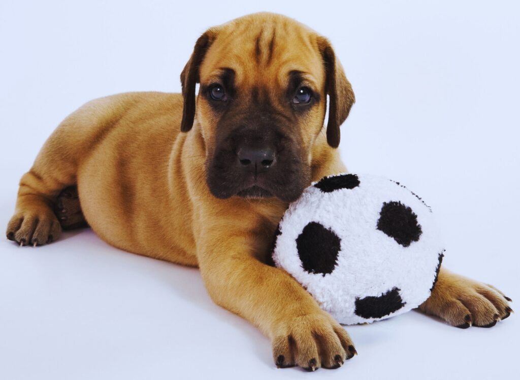 Cuccioli di Alano - un cucciolo sdraiato con un pallone da calcio