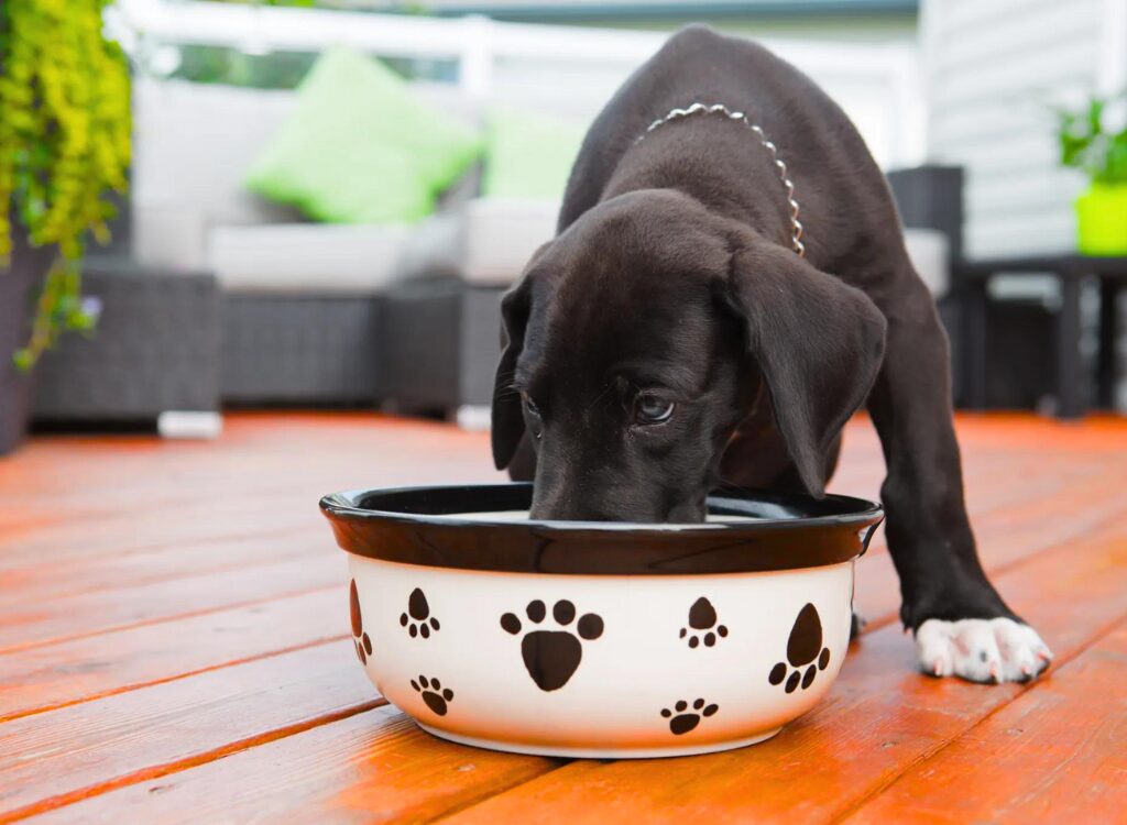 Cuccioli di Alano - un cane nero che mangia da una ciotola