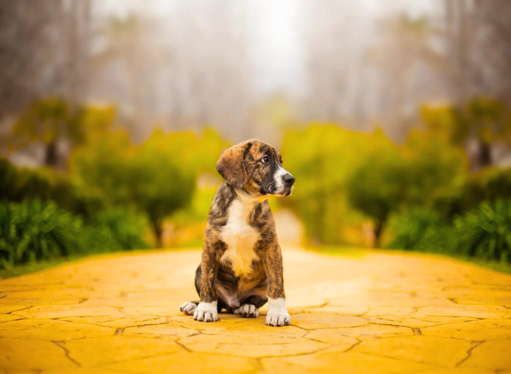 Cuccioli di Alano - un piccolo cane seduto su una strada