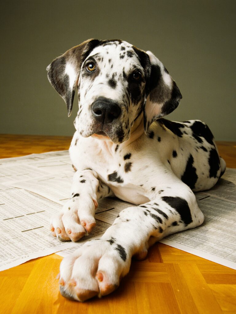 Cuccioli di Alano - un cane sdraiato su un tavolo