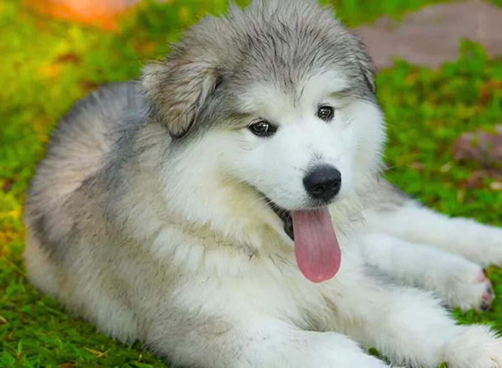 Cuccioli di Alaskan Malamute - un cane sdraiato sull'erba con la lingua fuori