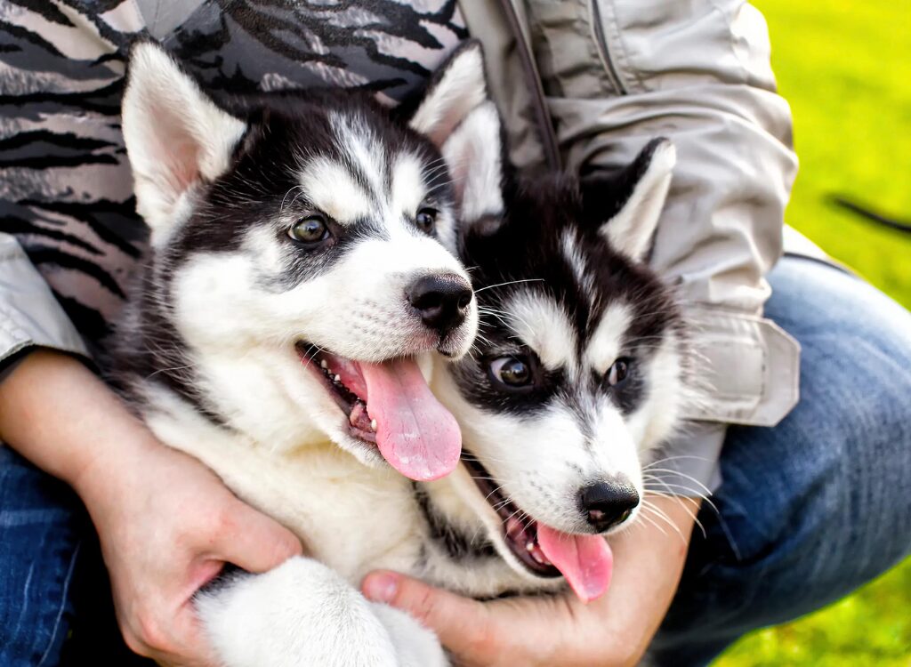 Cuccioli di Alaskan Malamute - una persona che tiene in grembo un cagnolino