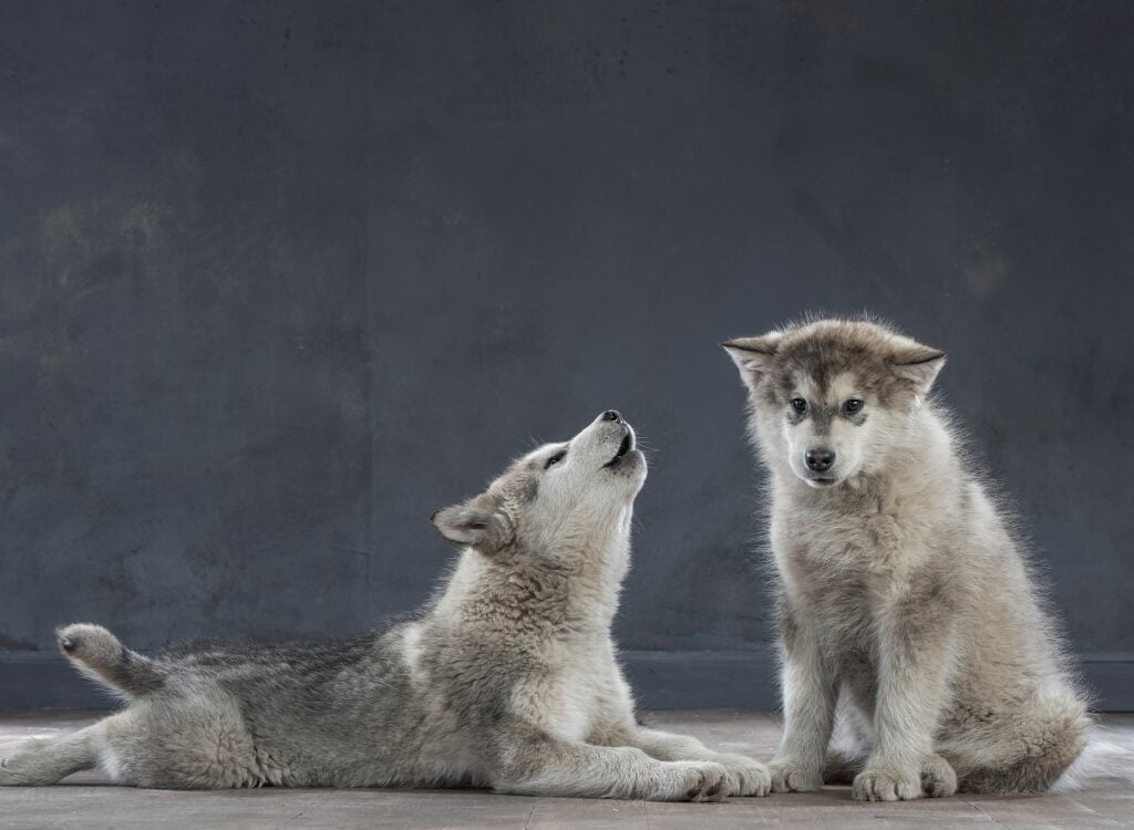 Cuccioli di Alaskan Malamute - due cani di piccola taglia che giocano tra loro