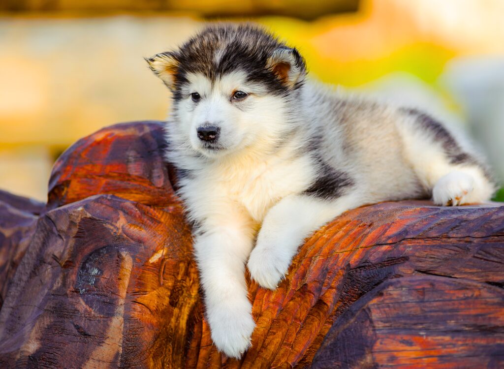 Cuccioli di Alaskan Malamute - un cucciolo è sdraiato su un tronco