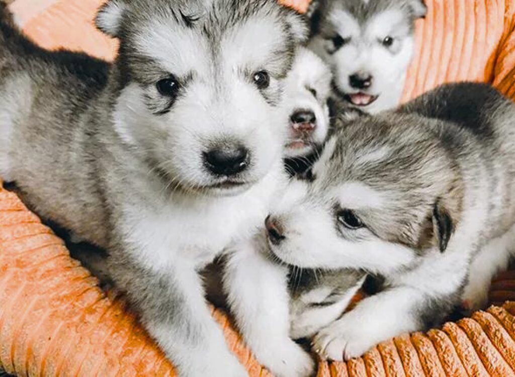 Cuccioli di Alaskan Malamute - tre cuccioli sono sdraiati su un cuscino