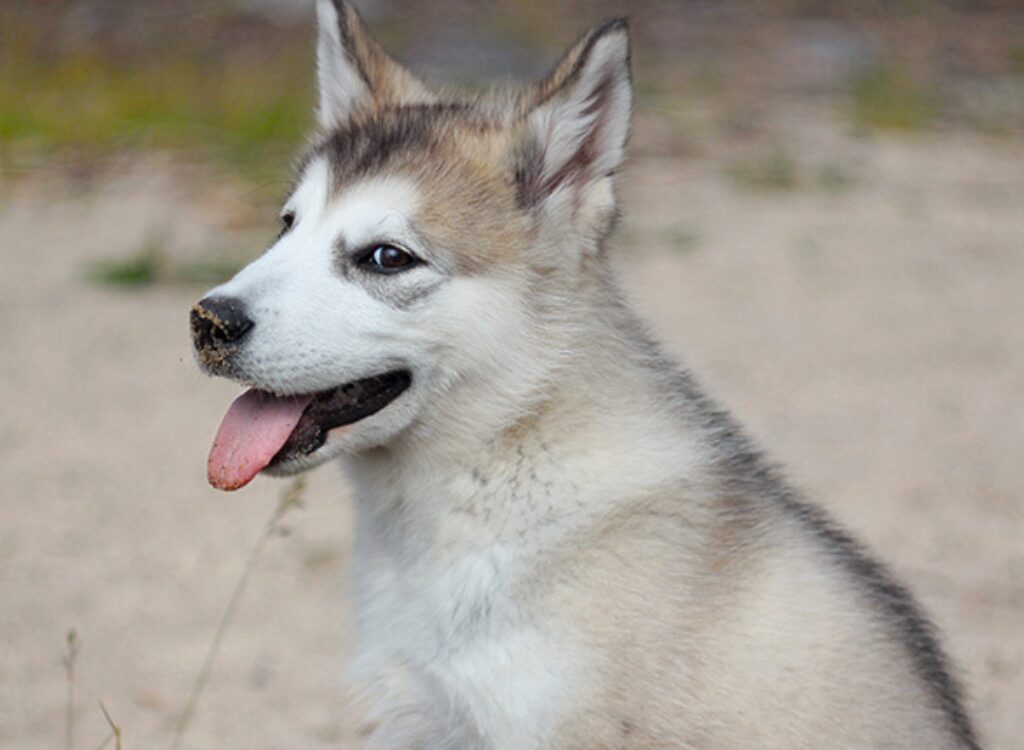 Cuccioli di Alaskan Malamute - un cane con la lingua fuori