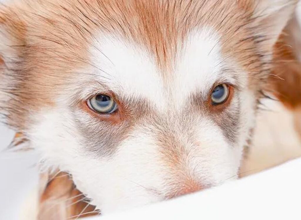 Cuccioli di Alaskan Malamute - un cane con gli occhi azzurri sta guardando la telecamera