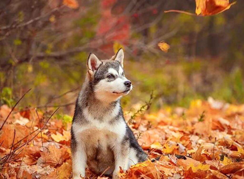 Cuccioli di Alaskan Malamute - un cane seduto tra le foglie