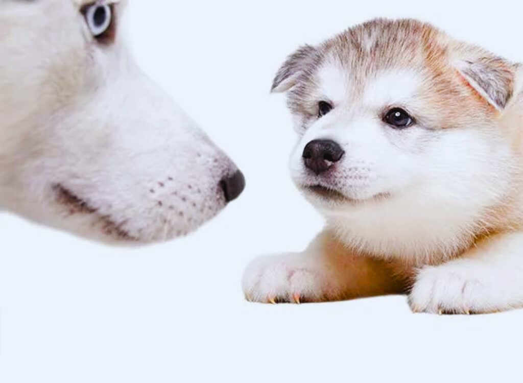 Cuccioli di Alaskan Malamute - due cuccioli si guardano