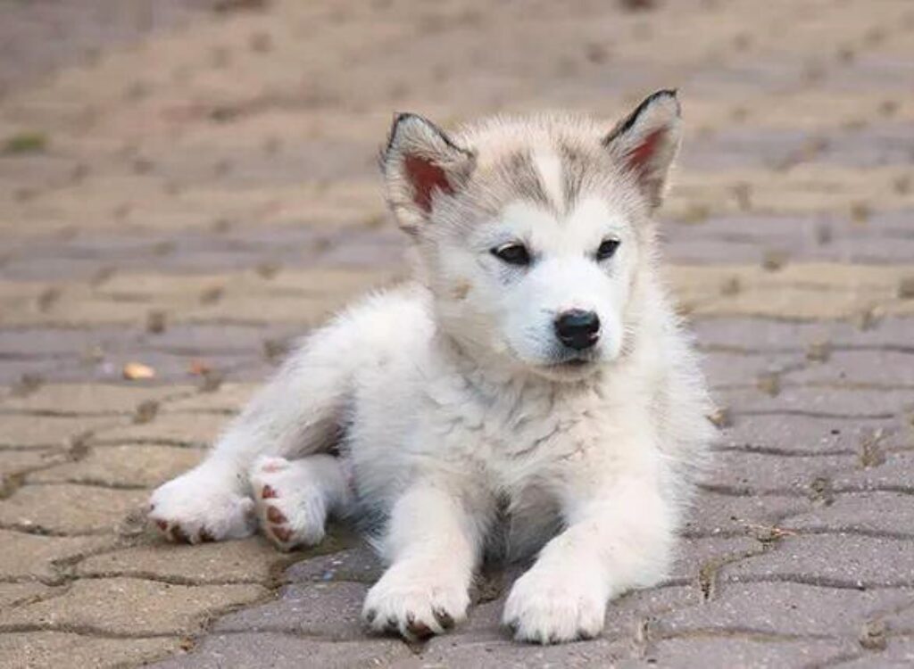 Cuccioli di Alaskan Malamute - un piccolo cane bianco steso a terra