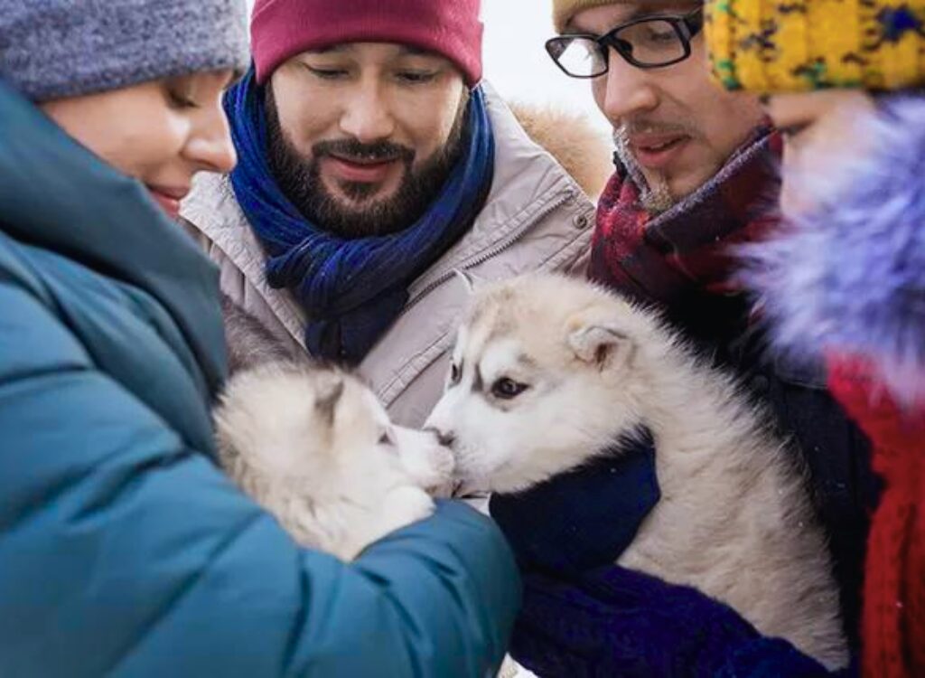 Cuccioli di Alaskan Malamute - un gruppo di persone che tengono in braccio i cuccioli