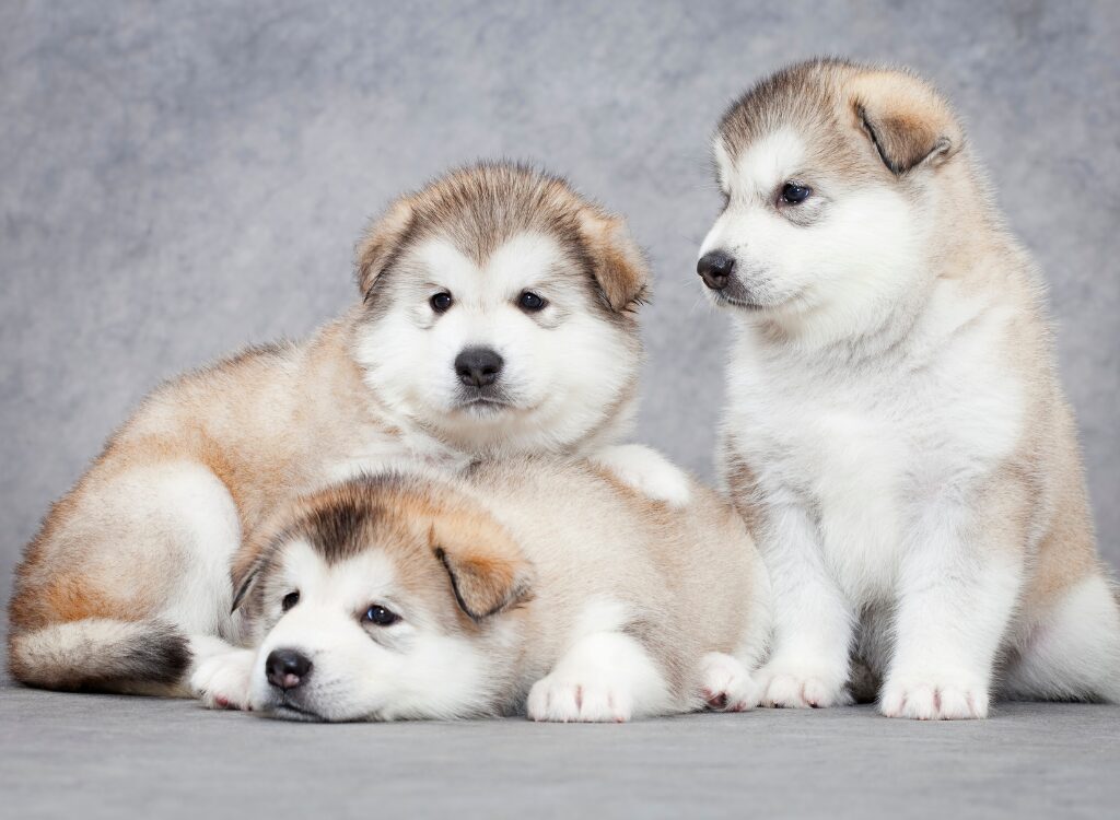 Cuccioli di Alaskan Malamute - tre cuccioli sono seduti su una superficie grigia