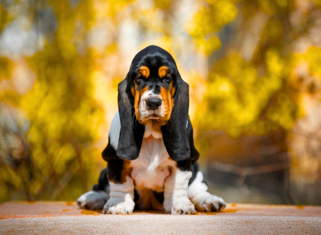 Cuccioli di Basset Hound - un cane seduto su un tavolo con uno sfondo giallo