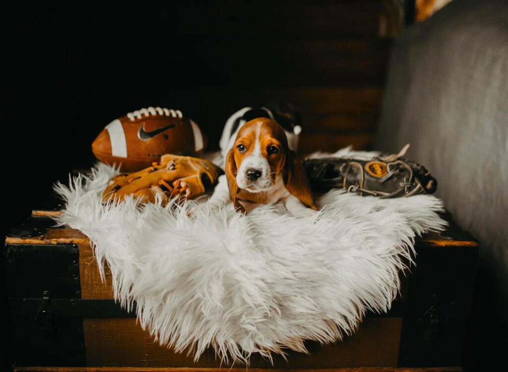 Cuccioli di Basset Hound - un cane sdraiato su una valigia con un animale di pezza