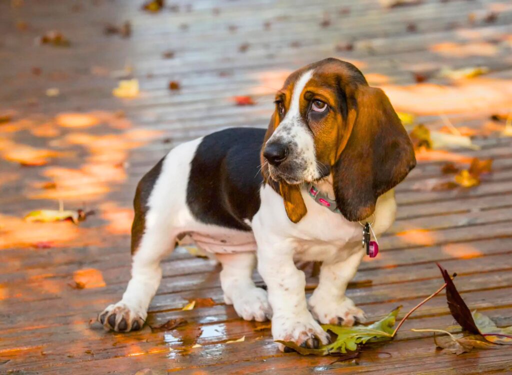 Cuccioli di Basset Hound - un cane in piedi su un ponte di legno con foglie a terra