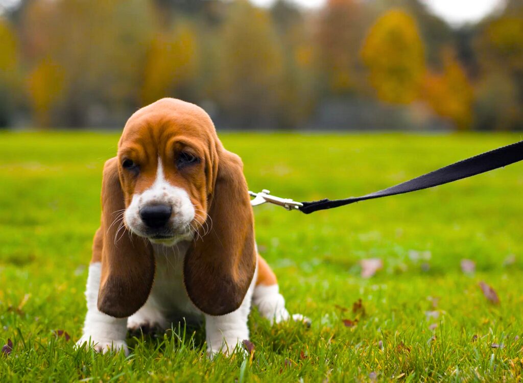 Cuccioli di Basset Hound - un cane cammina al guinzaglio nell'erba